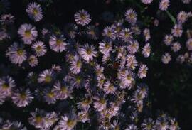 [Asters]