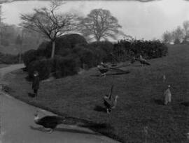 Peacocks in Belle Vue Park, Newport