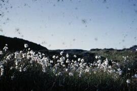 [Cotton Grass]
