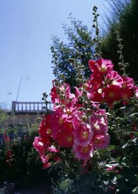 [Hollyhocks, Puerto Madryn]