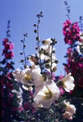 [Pink & white hollyhocks in flower]