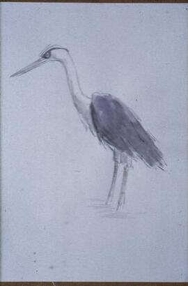 [Grey Heron II]