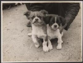 [Two puppies]