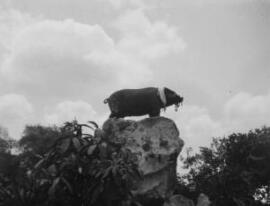 [Pig on rocky outcrop]
