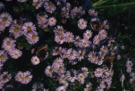 [Asters]