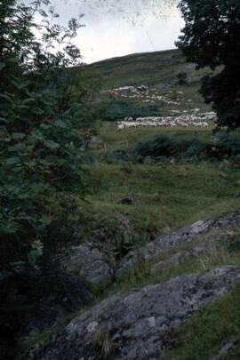 [Flock of sheared sheep, Abergwesyn Pass]