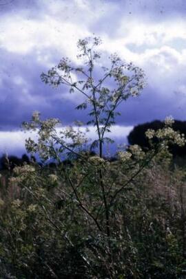 [Plant study from the family Umbelliferae]