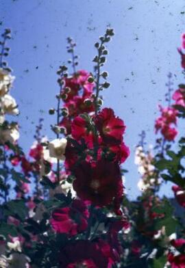 [Hollyhocks in flower]