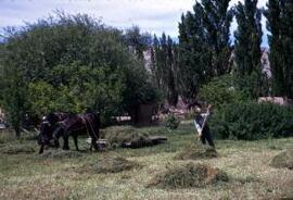 [Ceri Ellis harvesting Alfalfa]