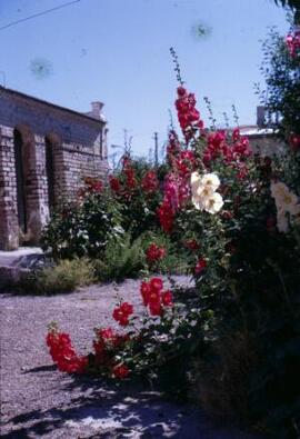 [Garden with hollyhocks]