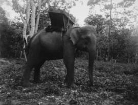 [Elephant & Howdah, side view]